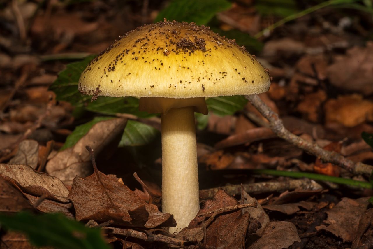 Il mondo dei funghi a Ostia